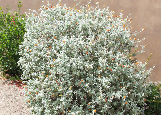 Shrubs - Wooly Butterfly Bush