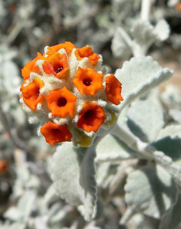 Shrubs - Wooly Butterfly Bush