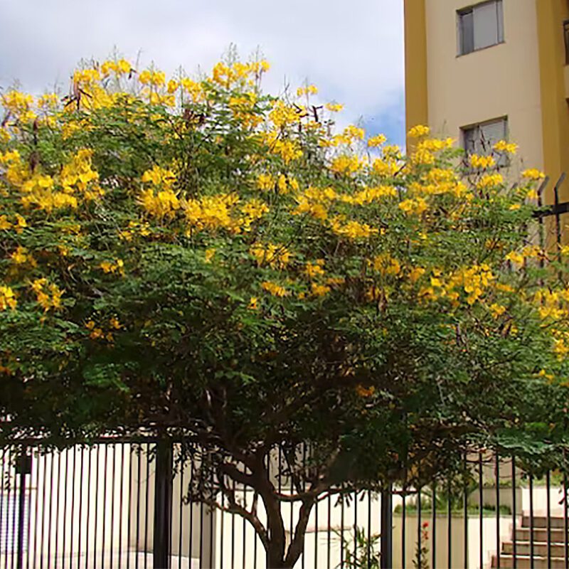 Shade - Bird of paradise (Mexican)