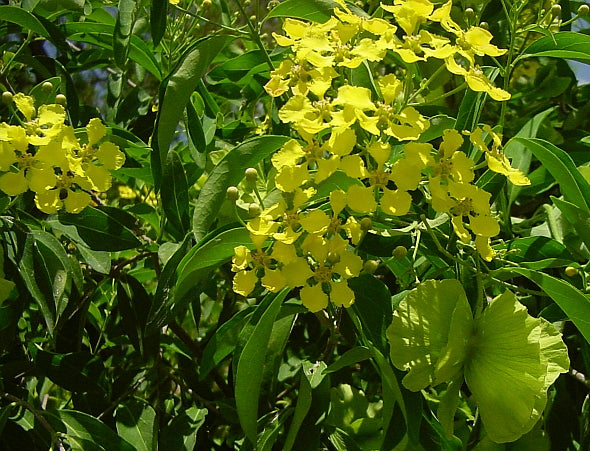 Vines - Yellow Orchid Vine