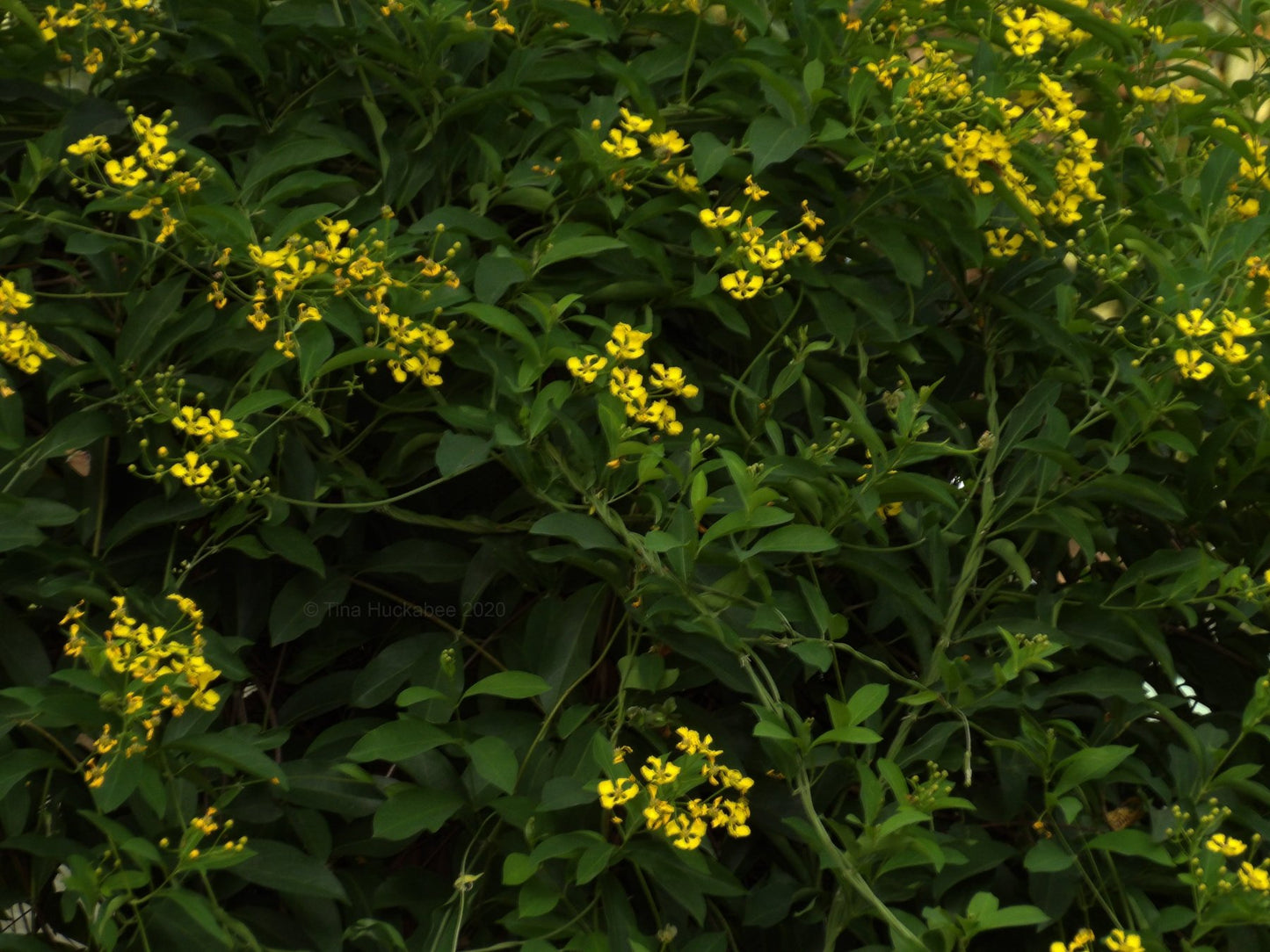 Vines - Yellow Orchid Vine