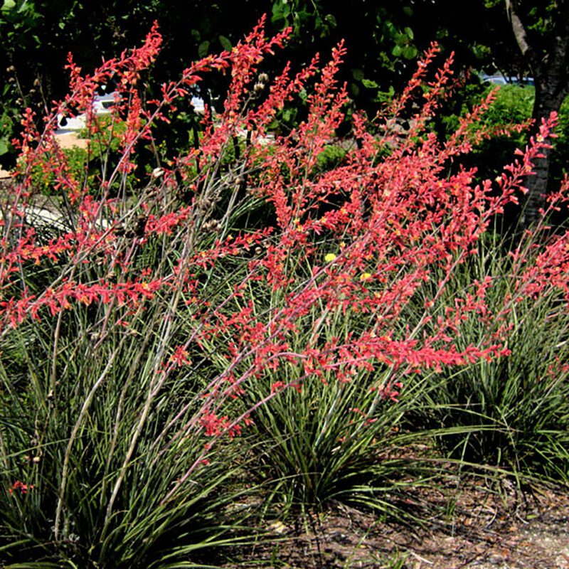 Shrubs - Yucca - Red