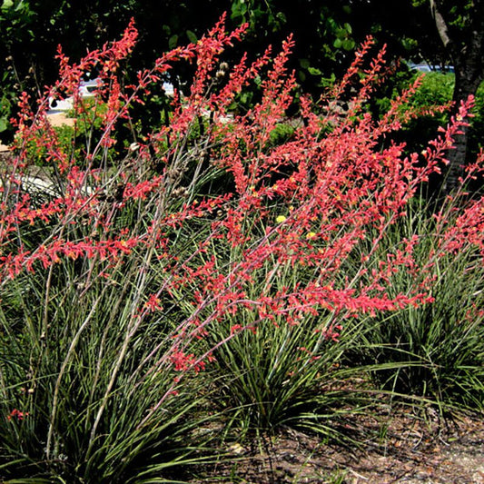 Shrubs - Yucca - Red