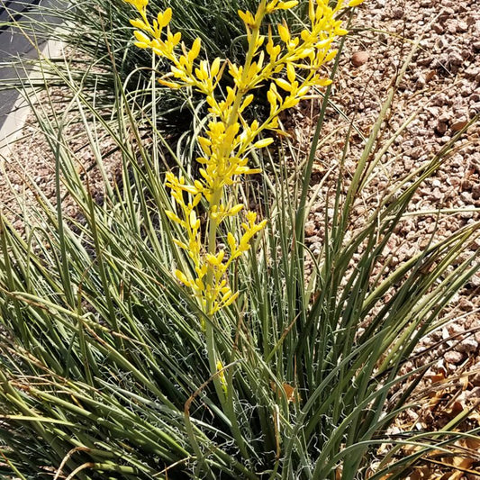 Shrubs - Yucca - Yellow