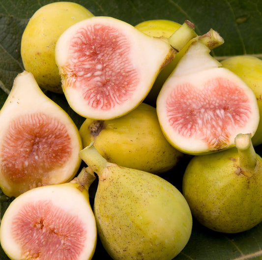 Fig Cutting - Peter's Honey