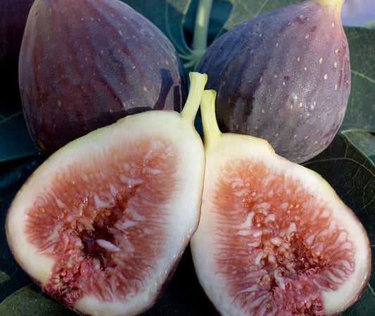 Fig Cutting -  Purple Smyrna