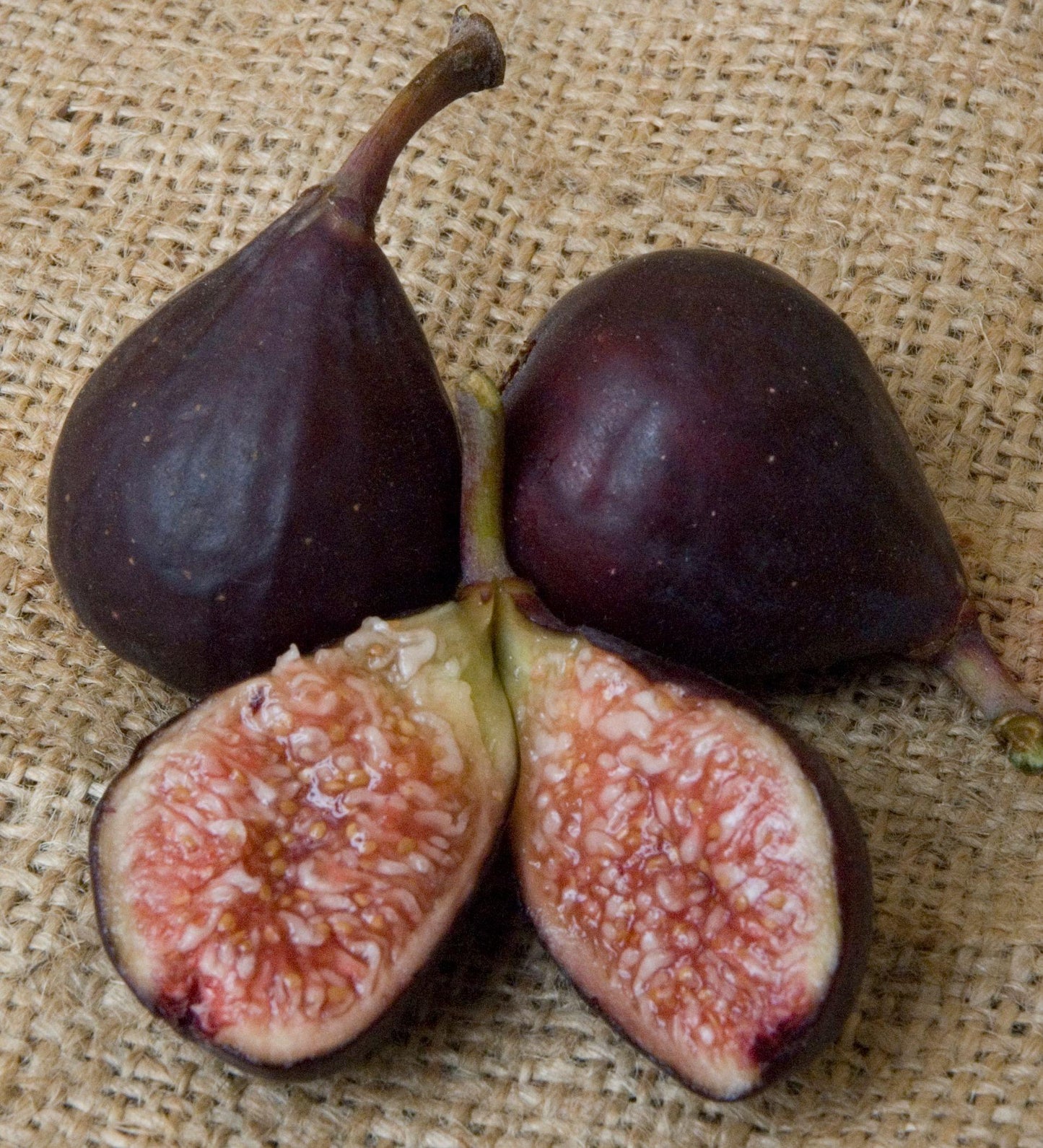 Fig Cutting -  Violette de Bordeaux